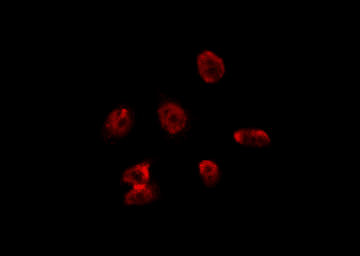 ZC3H8 Antibody