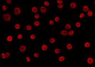 CCNL1 / Cyclin L1 Antibody