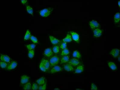 RUFY3 / RIPX Antibody