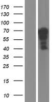 Human YAP / YAP1 Protein (Over-Expression Lysate Myc-DDK (Flag))