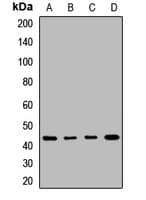 NIX / BNIP3L Antibody