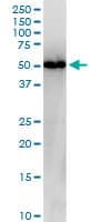 NUCB2 / Nucleobindin 2 Antibody (clone 6H4)