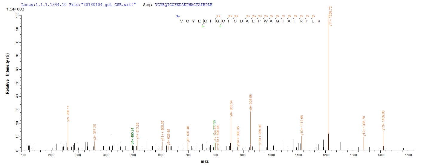 Dog PNLIPRP1 Protein (Recombinant 6His, N-terminus)