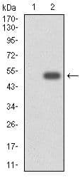 Monoclonal Mouse anti-Human CYP3A4 / Cytochrome P450 3A4 Antibody (clone 3H8, IHC, IF, WB)