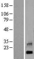 CXCL4 / PF4 Protein (Over-Expression Lysate Myc-DDK (Flag))