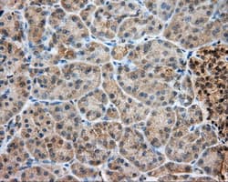 LIPG / Endothelial Lipase Antibody (clone OTI5C3)