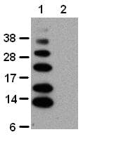K63-Linked Polyubiquitin Antibody (clone HWA4C4)