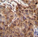 SNX24 Antibody (aa14-43)
