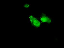 ANXA1 / Annexin A1 Antibody (clone OTI3A8, Carrier-free)