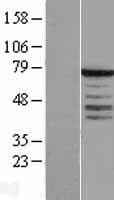 SYT3 / Synaptotagmin 3 Protein (Over-Expression Lysate Myc-DDK (Flag))