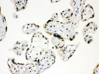 SP5 Antibody