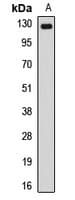 Polyclonal Rabbit anti-Human NUP133 Antibody (WB)