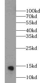 PVALB / Parvalbumin Antibody