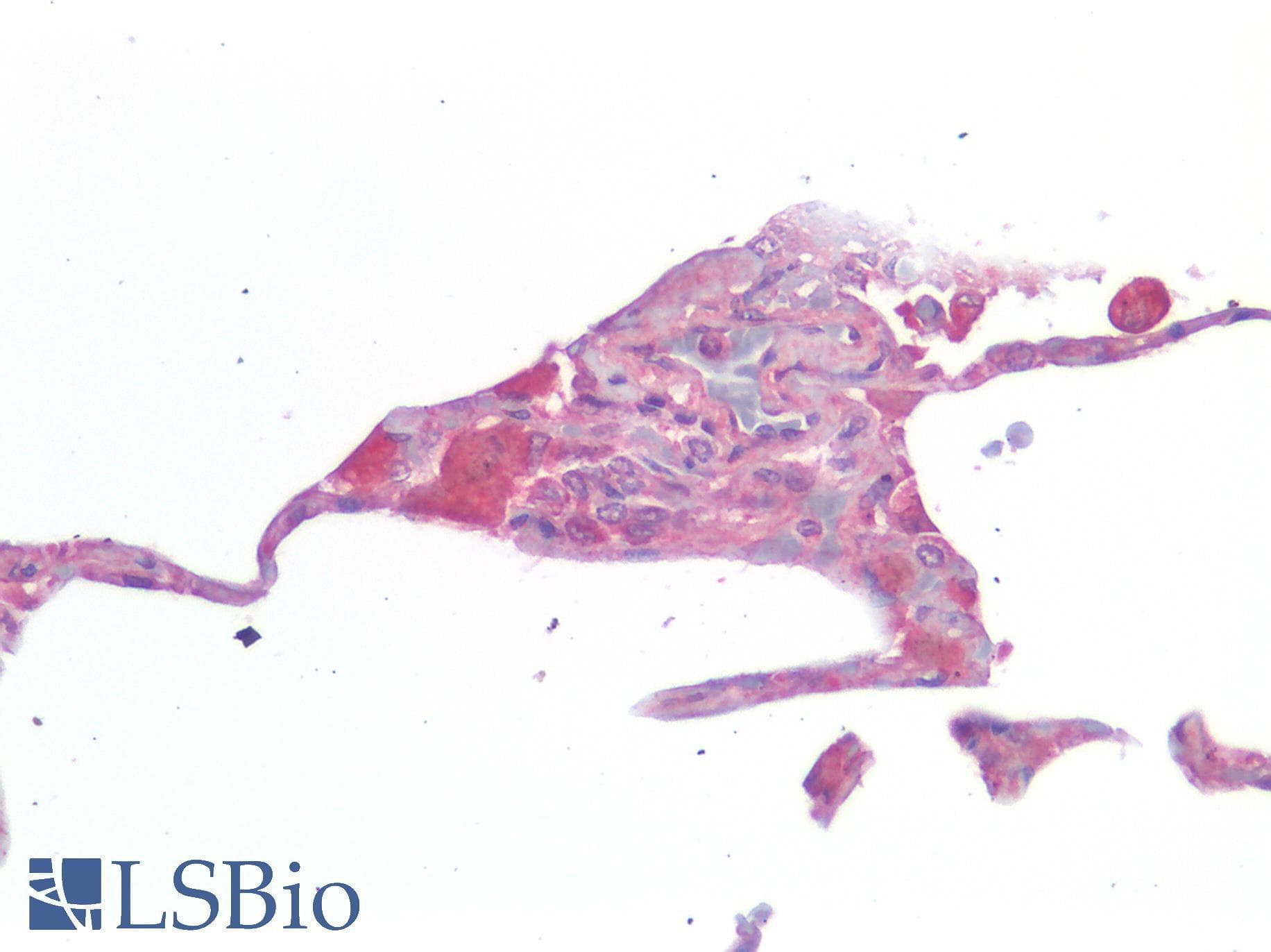 IHC-plus™ IL-33 Antibody