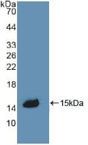 SERPINA6 / CBG Antibody (aa267-390, PE)