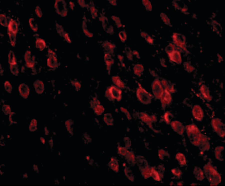 PDCD1 / CD279 / PD-1 Antibody (clone 7A11B1)