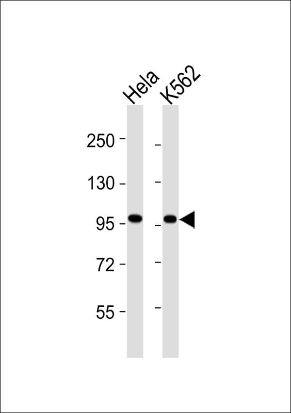 VCP Antibody