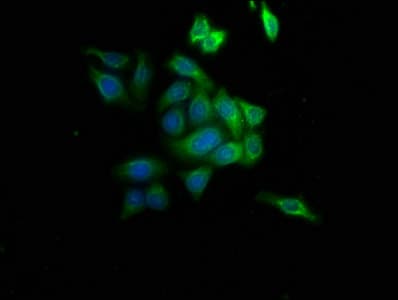 SAHH / AHCY Antibody