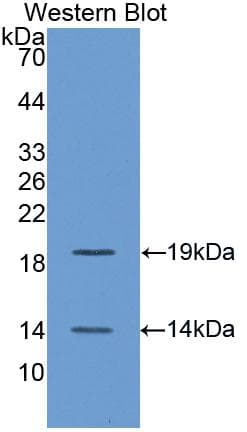 BMP4 Antibody (aa244-388)