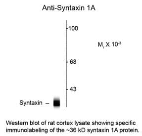 STX / Syntaxin Antibody (clone SP8)
