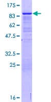 Human OGFRL1 Protein (Recombinant GST)