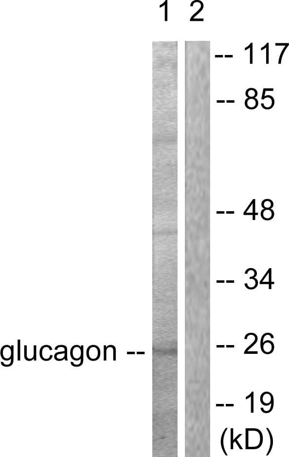 GCG / Glucagon Antibody