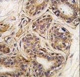 CASC3 / MLN51 Antibody (Tyr181)
