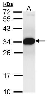 PSMF1 Antibody (aa209-271)
