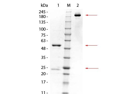 GSTK1 Antibody (clone 16A11.E4.E3.E7)