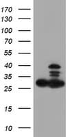 PSMB7 Antibody (aa58-277, clone OTI4E3)