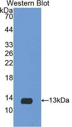 IL8 / Interleukin 8 Antibody (aa26-103)