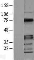 MYD88 Protein (Over-Expression Lysate Myc-DDK (Flag))