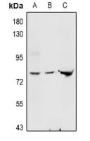 Polyclonal Rabbit anti-Human GLCNE / GNE Antibody (IHC, WB)