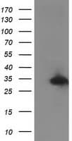 RTFDC1 Antibody (clone OTI7E10)