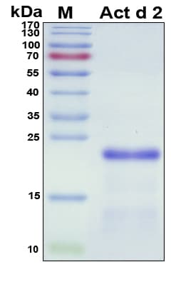 Actinidia deliciosa Act d 2 Protein (Recombinant His, N-Terminal)