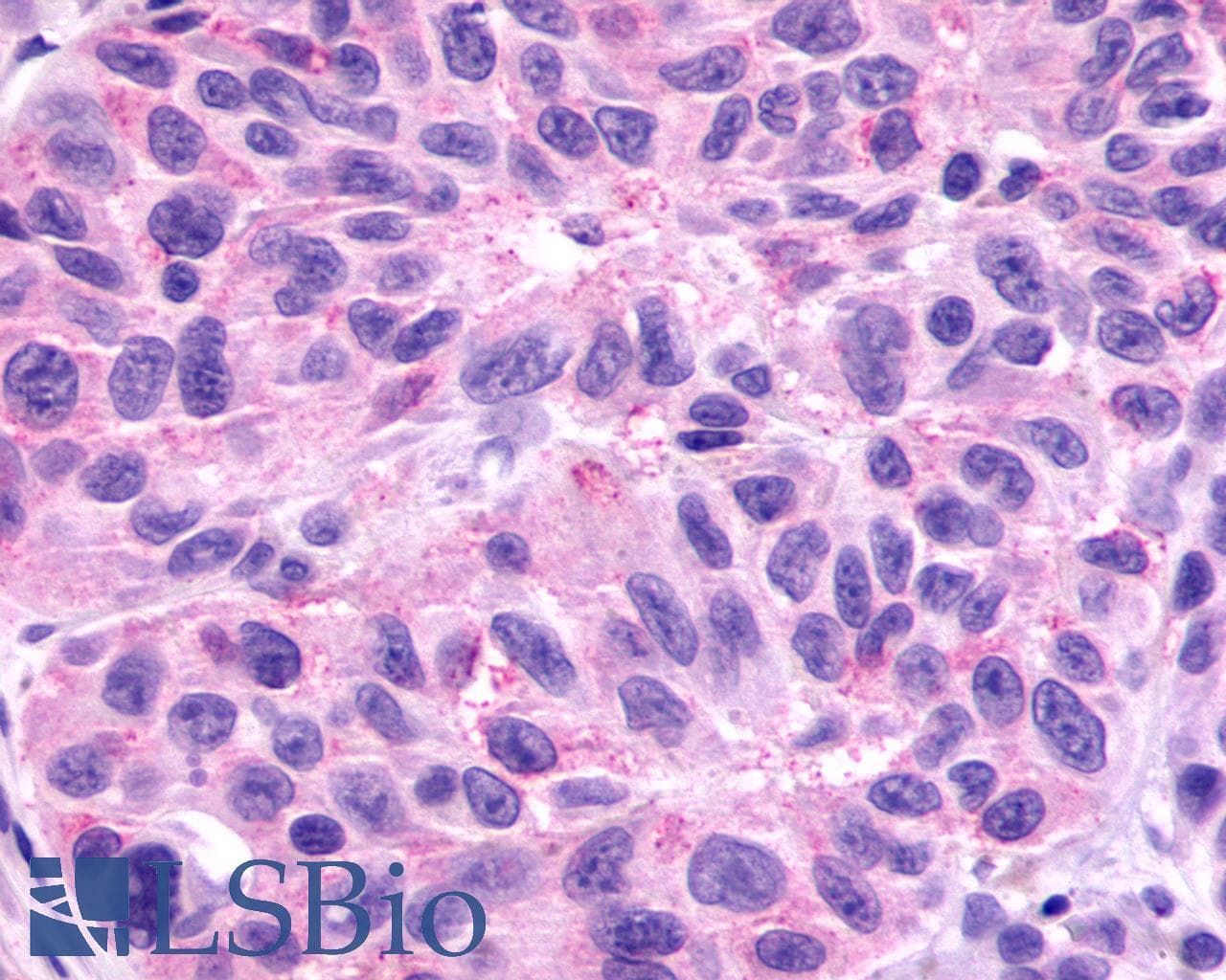 PathPlus™ GPR78 Antibody (Cytoplasmic Domain)