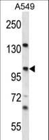 UNC45A Antibody (aa146-174)