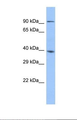 ZSCAN5 / ZSCAN5A Antibody (aa140-189)