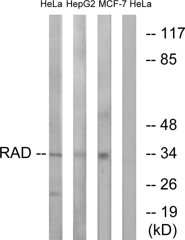 Polyclonal Rabbit anti-Human RAD1 Antibody (IHC, IF, WB)