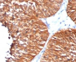 HSPD1 / HSP60 Antibody (clone HSPD1/780, Ready-to-Use)