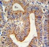 RPL17 / Ribosomal Protein L17 Antibody (aa156-184)