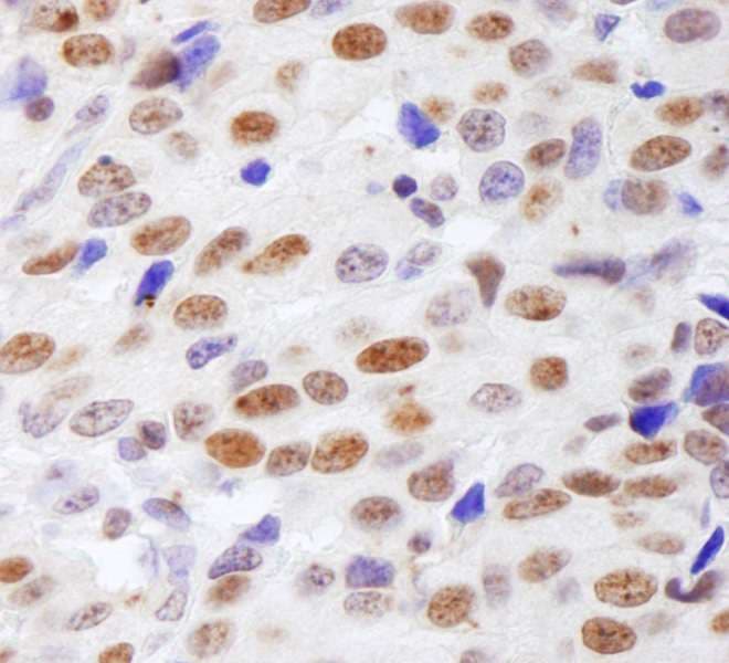 HIST1H4I Antibody (aa1-50)