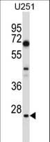 HES1 / HES-1 Antibody (aa3-32)