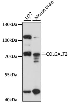 COLGALT2 / GLT25D2 Antibody
