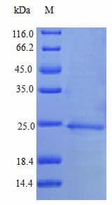 Human IFNA1 / Interferon Alpha 1 Protein (Recombinant)