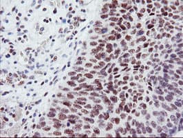 USP7 / HAUSP Antibody (clone OTI3C1)