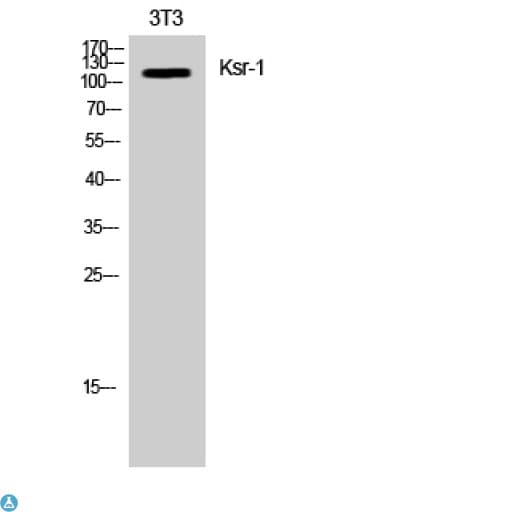 KSR1 Antibody