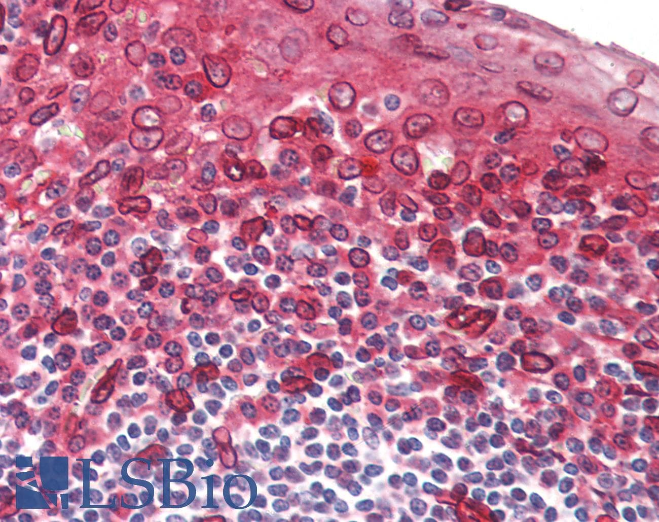 IHC-plus™ Polyclonal Rabbit anti-Human TAAR5 Antibody (C-Terminus, IHC)