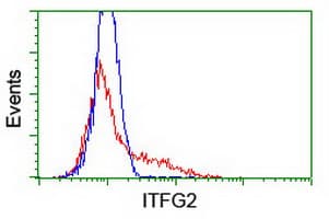ITFG2 Antibody (clone OTI 3B3)