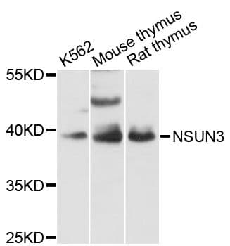 Polyclonal Rabbit anti-Human NSUN3 Antibody (WB)